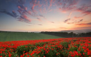Картинка Англия, графство Суссекс, Сассекс, маки, цветы, поля, Июнь, лето, вечер