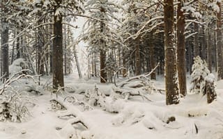 Картинка Ivan Shishkin, снег, зима, природа, деревья, рисунок, лес