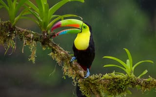 Картинка птица, дождь, Радужный тукан, ветка, джунгли