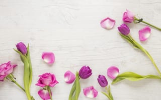 Картинка цветы, розы, love, romantic, pink, розовые, лепестки, тюльпаны