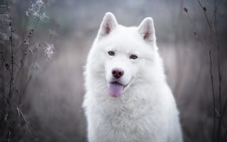 Картинка язык, белая, собака, взгляд, морда