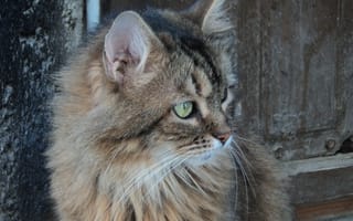 Картинка кот, 1920x1080, глаза, зелёные, домашний, кошка