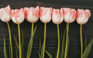 Картинка цветы, flowers, pink, розовые, букет, tulips, wood, тюльпаны