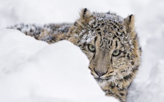 Картинка снежный барс, зоопарк, дикая кошка, хищник, зима, выглядывает, ирбис, молодой, снег, детёныш, сугроб, морда, снежный леопард