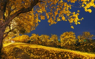 Картинка ночь, скамья, осень, листья, деревья, парк, свет