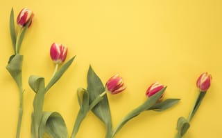 Картинка цветы, тюльпаны, fresh, flowers, red, красные, tulips, желтый