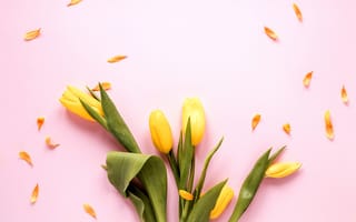 Картинка цветы, желтые, yellow, pink, тюльпаны, tulips, flowers, розовый