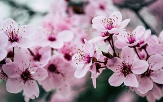 Картинка pink, blossom, spring