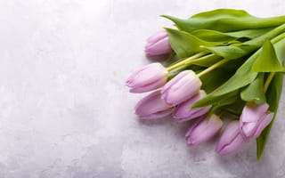 Картинка цветы, букет, тюльпаны, violet, tulips, pink, сиреневые, flowers, spring, fresh