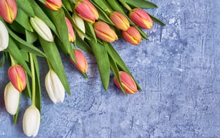 Картинка цветы, букет, red, spring, fresh, flowers, tulips, white, тюльпаны, красные