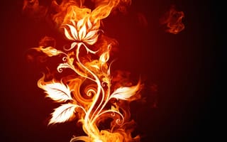 Картинка огонь, цветок