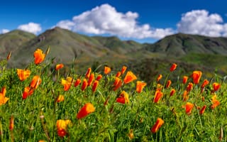 Картинка цветы, луг, Калифорния, California, калифорнийские маки, эшшольция калифорнийская, Walker Canyon