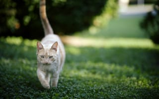 Картинка кошка, трава
