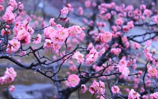 Картинка императорский сад, цветы, Киото, Япония, капли, вода, весна