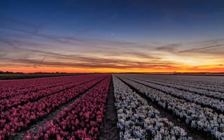 Картинка Нидерланды, цветы, провинция, городок, поле, вечер, закат, Callantsoog, Северная Голландия