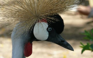Картинка bird, macro, shadoof, crowned Crane