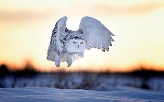 Картинка птица, закат, зима, Nyctea scandiaca, Bubo scandiacus, полярная сова, вечер, снег, белая сова