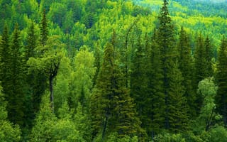 Картинка Россия, деревья, зелень, ели, лес, тайга