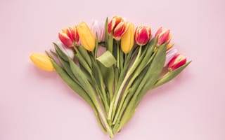 Картинка цветы, colorful, fresh, flowers, тюльпаны, spring, multicolored, tulips