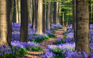 Картинка Бельгия, цветы, Гиацинтоидес, лес, весна, Апрель