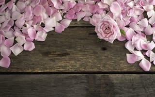 Картинка цветы, розовые, wood, лепестки, flowers, pink, roses, petals, розы