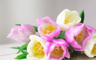 Обои цветы, букет, розовые, white, tulips, spring, romantic, тюльпаны, pink, fresh, flowers, love