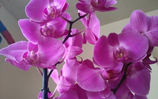 Картинка Flowers, Orchid, Орхидеи