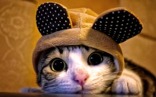 Картинка кот, взгляд, уши, капюшон, кошка