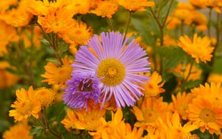 Картинка Цветочки, Flowers, Colors