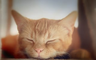 Картинка кот, рыжая морда, спит, котёнок, коте, кошка