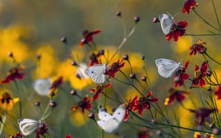 Картинка лето, природа, цветы, макро, бутоны, бабочки