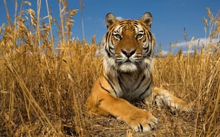 Картинка амурский тигр, кошка, небо, природа, осень, трава, степь