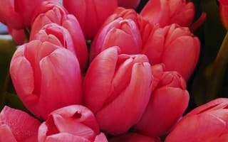 Картинка flowers, tulips, bloom