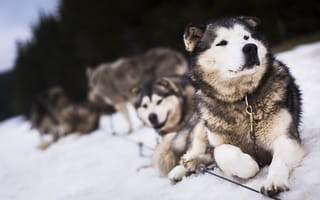 Картинка собаки, друзья, снег