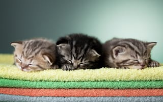 Картинка котята, малыши, полотенца, сон, трио, полотенце, спящие