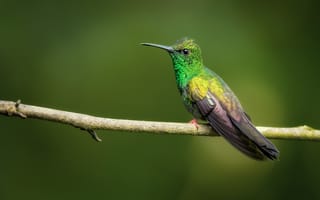 Картинка Коста Рика, Бронзовохвостая халибура, птица, ветка, колибри