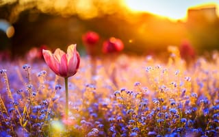 Картинка цветы, закат, поле, тюльпан