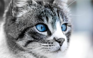 Картинка кошка, синие, морда, глаза, Луна
