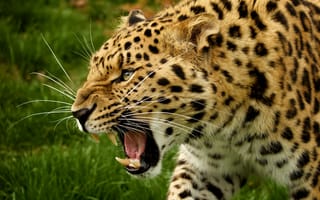 Картинка амурский леопард, дикая кошка, морда, хищник, клыки