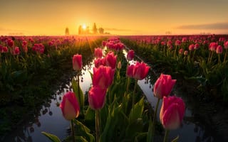 Картинка поле, утро, тюльпаны, свет, весна, цветы