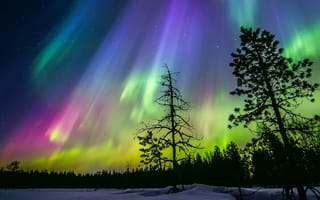 Картинка Финляндия, силуэты, звезды, снег, лес, северное сияние, небо, зима, деревья, ночь, 