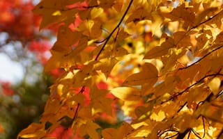 Картинка дерево, желтые, листья, осень, листва, крона