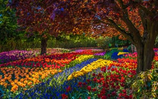 Картинка сад, парк, цветы, весна, деревья