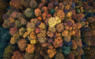 Картинка осень, лес, вид сверху, природа, деревья