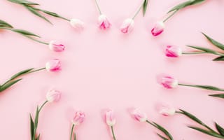 Картинка цветы, тюльпаны, spring, розовые, pink, flowers, tulips