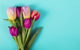 Картинка цветы, colorful, tulips, розовые, spring, purple, flowers, pink, тюльпаны