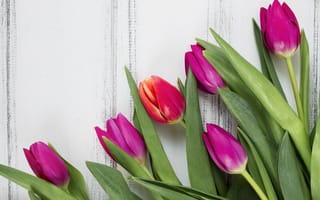 Картинка цветы, colorful, тюльпаны, purple, wood, flowers, spring, tulips