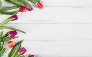 Картинка цветы, flowers, pink, тюльпаны, wood, tulips, purple, spring