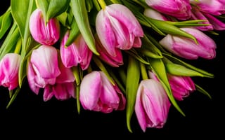 Картинка цветы, тюльпаны, pink, tulips, розовые, spring, flowers