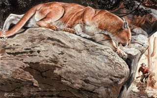 Картинка Mort Künstler, горный лев, дикая кошка, хищник, природа, охотник, камни, кугуар, пума